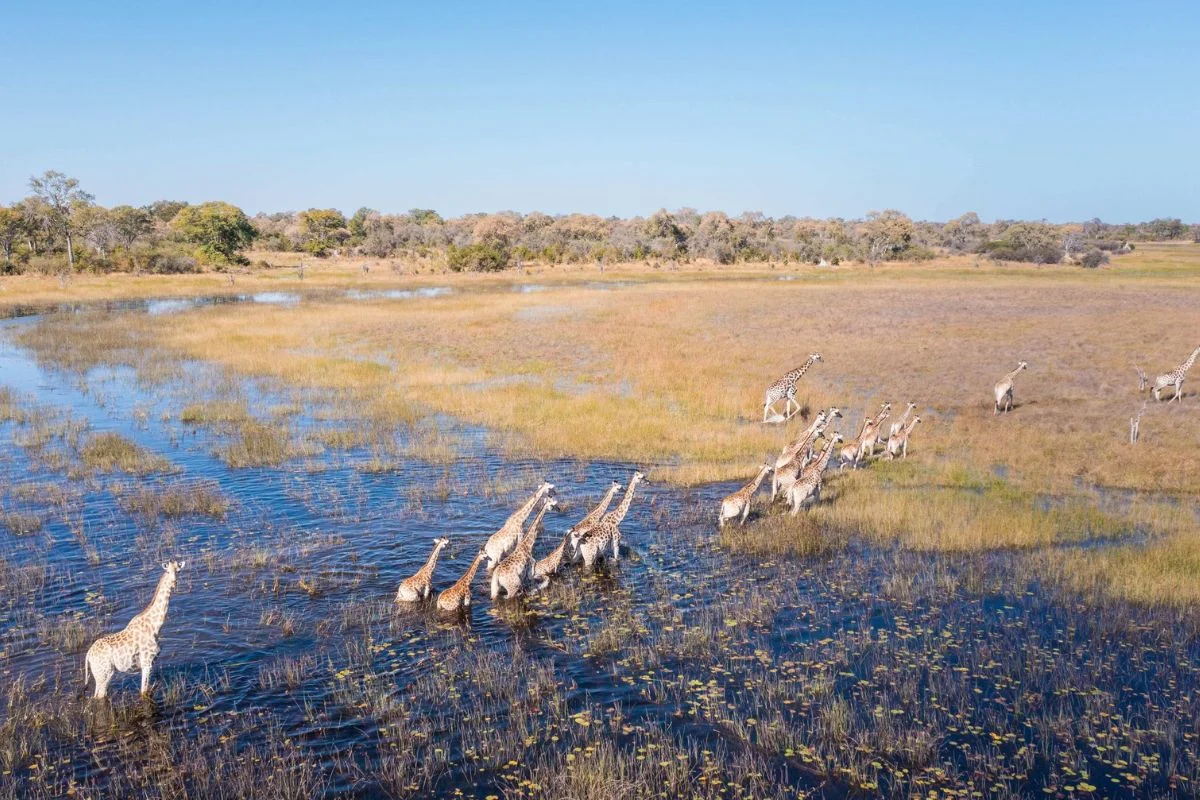 African Safari Video Guides for Destinations, Lodges & Camps