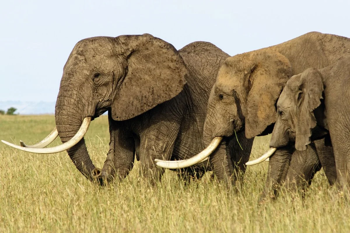 Top 10 African Safari Animals and Where to See Them