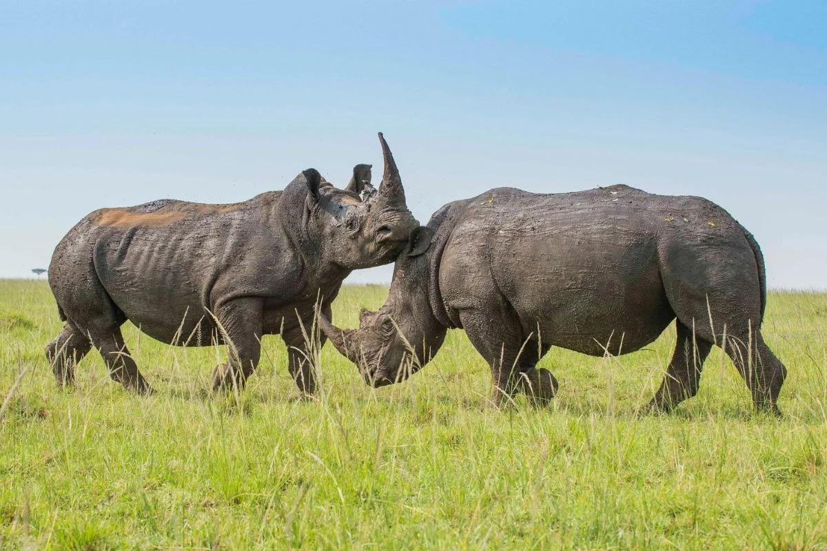 Best African Safari Destinations 2027: Top 7 Picks for Wildlife