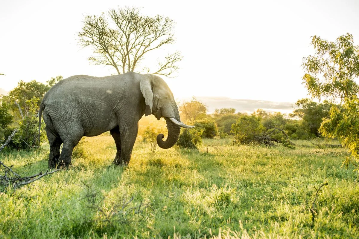 10 Best African Safari Destinations for 2026 / 2027