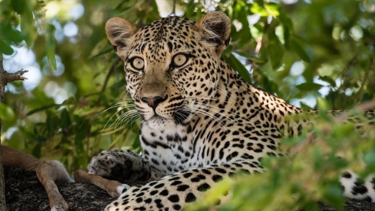 Sabi Sand Safari