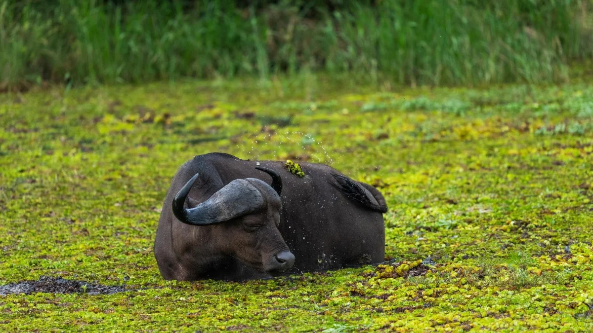 Timbavati Safari