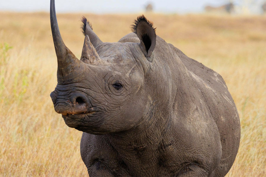 10 Critically Endangered Animals You Can See on Safari