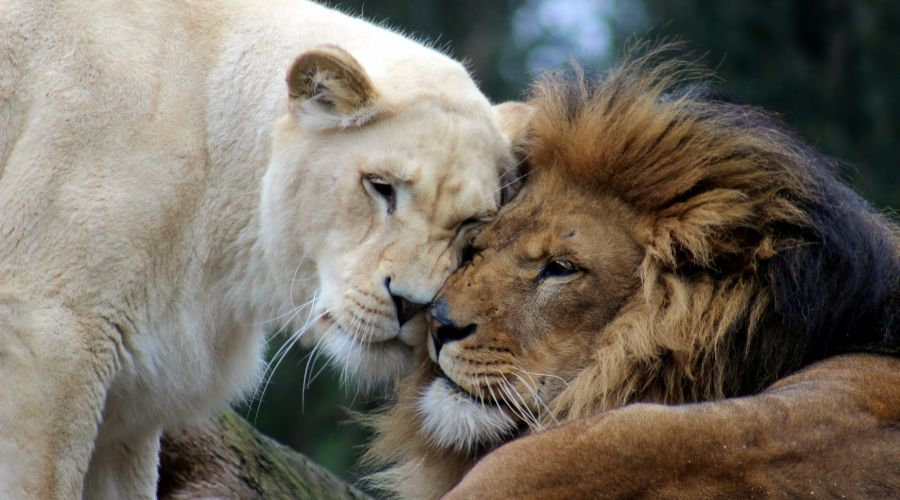10 Best Lion Safari Destinations in Africa for 2026 / 2027