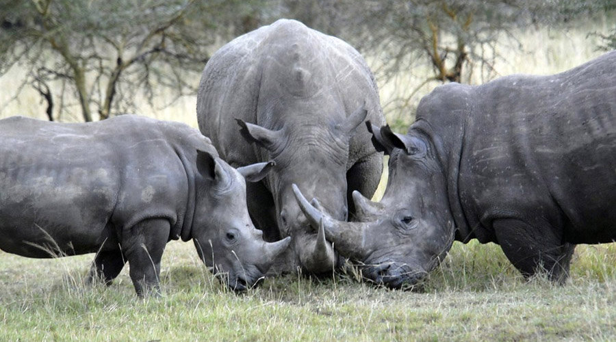 Should rhino horn trade be legalised? 