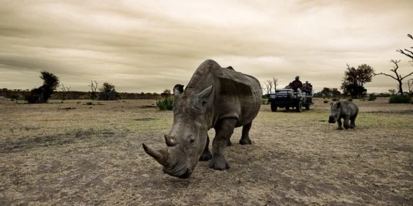 SAFARI CTA RHINO.jpg